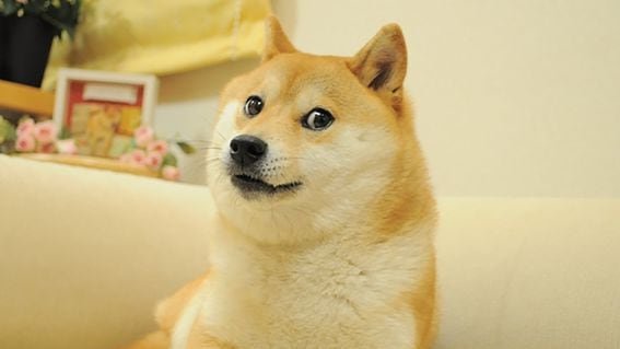 DOGE Meme shiba inu (Atsuko Sato)