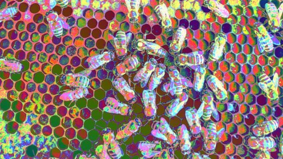 Bees (Boba Jaglicic/Unsplash, modified by CoinDesk)