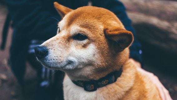 Shiba inu dog