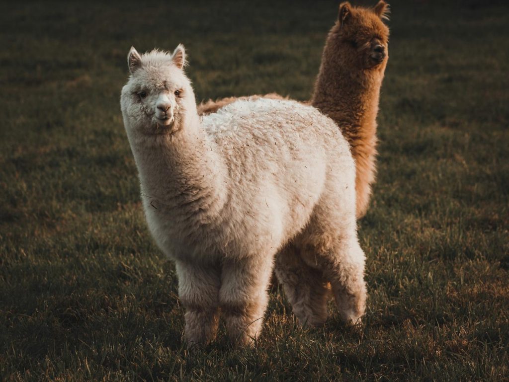 alpaca-huy-dong-von
